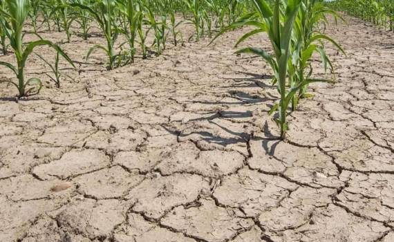 Половина земель Румынии в июле оказалась в состоянии засухи - agroexpert.md