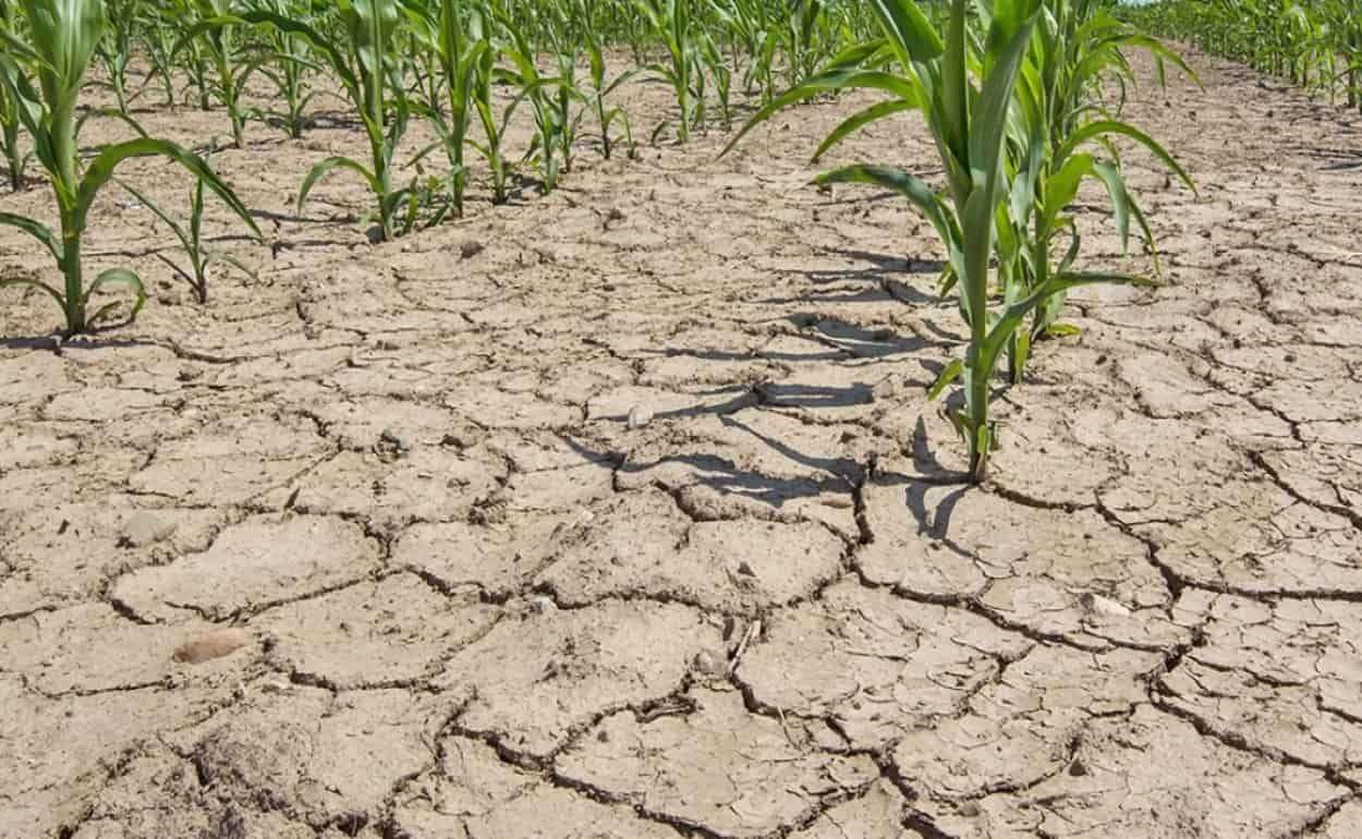 Половина земель Румынии в июле оказалась в состоянии засухи - agroexpert.md