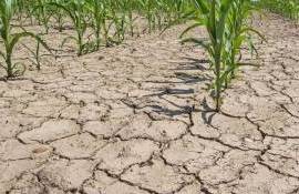 Половина земель Румынии в июле оказалась в состоянии засухи - agroexpert.md