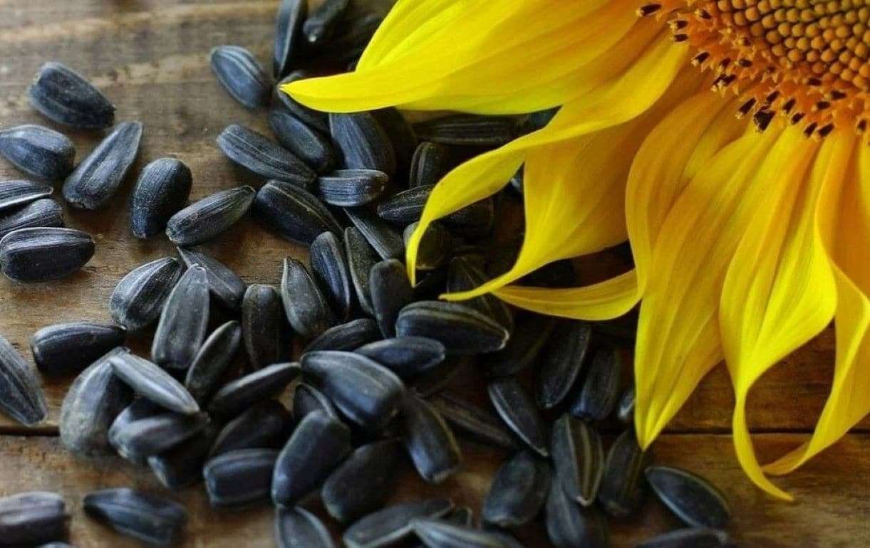 Экспорт семян подсолнечника в Болгарию вырос почти в три раза - agroexpert.md