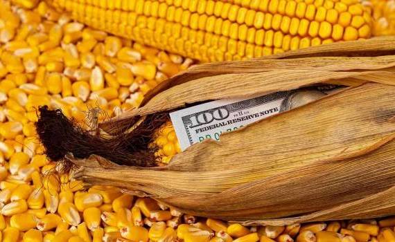 Prețul porumbului importat - agroexpert.md