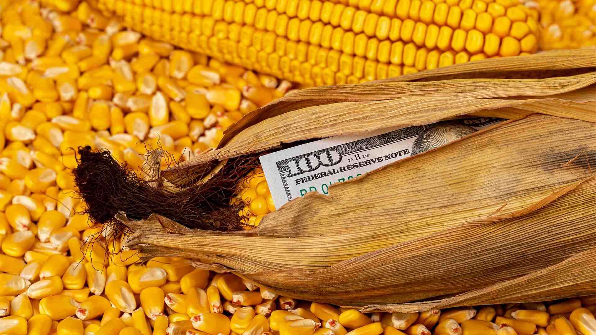 Prețul porumbului importat - agroexpert.md