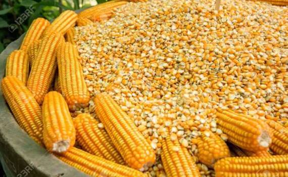 Украинская кукуруза сегодня слишком дорога для турецкого рынка - agrroexpert.md