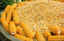 Украинская кукуруза сегодня слишком дорога для турецкого рынка - agrroexpert.md