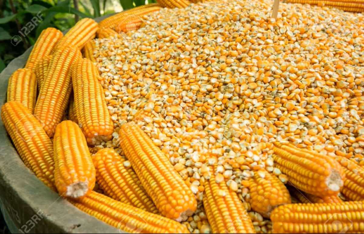 Украинская кукуруза сегодня слишком дорога для турецкого рынка - agrroexpert.md