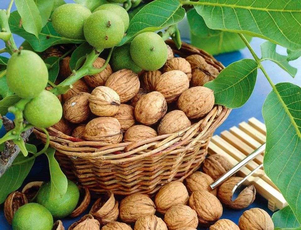 Agroexpert: recolta nucilor 2025