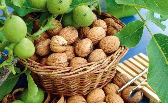 Agroexpert: recolta nucilor 2025