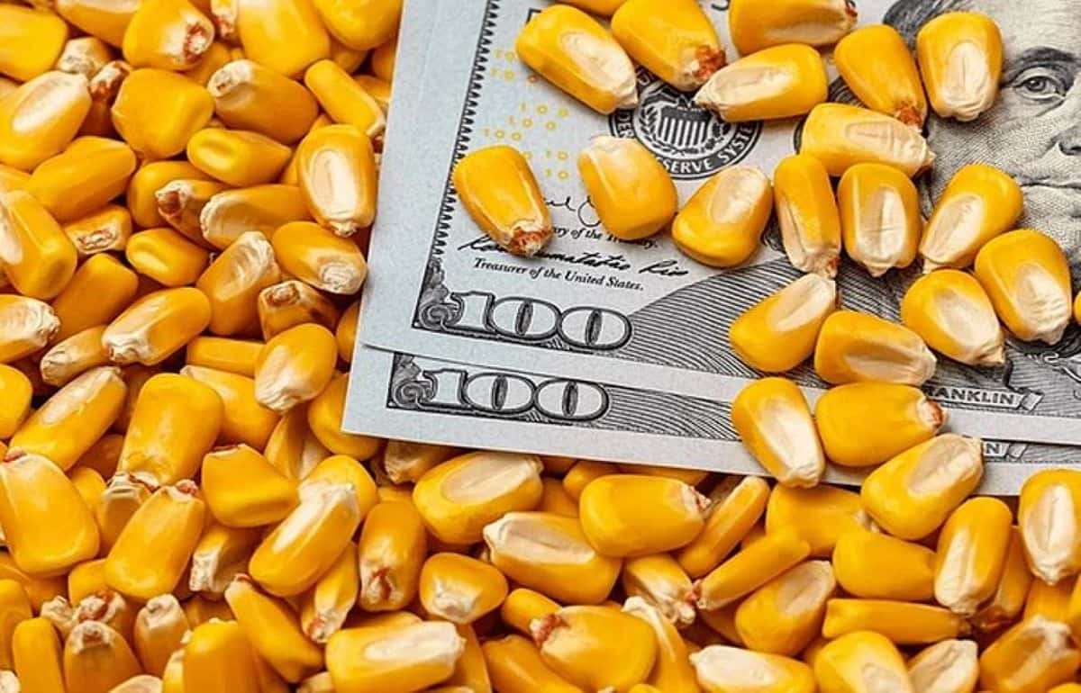 Рынок формирует цену кукурузы закладывая в нее риск задержки сбора урожая - agroexpert.md