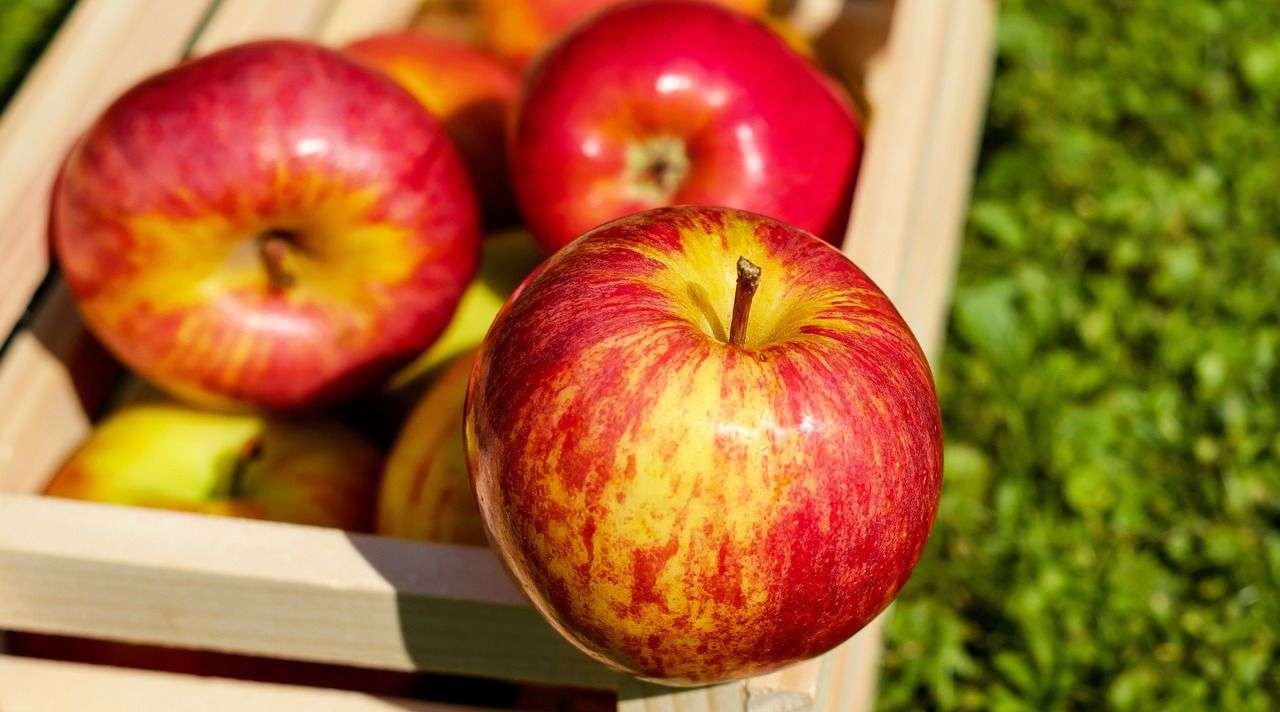 Agroexpert: recolta mică de mere
