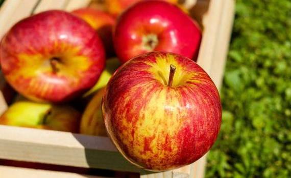 Agroexpert: recolta mică de mere 