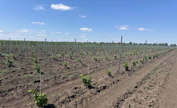 В учебной виноградной плантации UTM установлен новый шпалерный комплекс - agroexpert.md