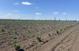 В учебной виноградной плантации UTM установлен новый шпалерный комплекс - agroexpert.md