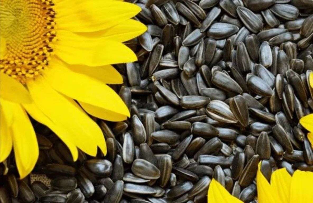 Цены на подсолнечник в Украине обновили максимум - agroexpert.md
