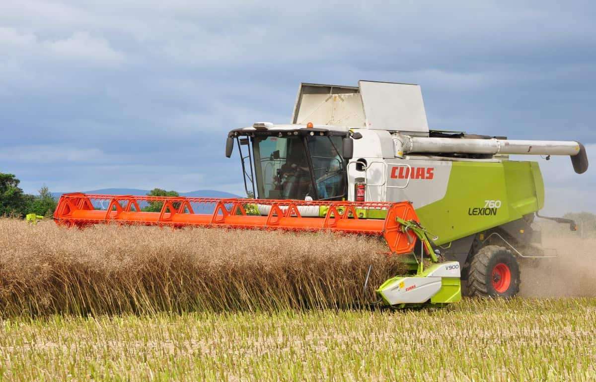 Установлен новый мировой рекорд урожайности рапса - agroexpert.md