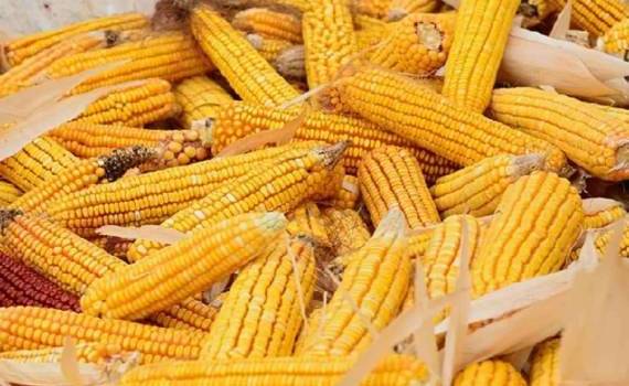 USDA повысило прогноз урожая кукурузы в США на более чем 26 млн тонн - agroexpert.md