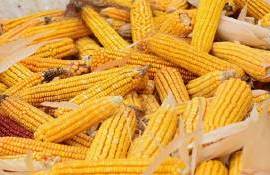 USDA повысило прогноз урожая кукурузы в США на более чем 26 млн тонн - agroexpert.md