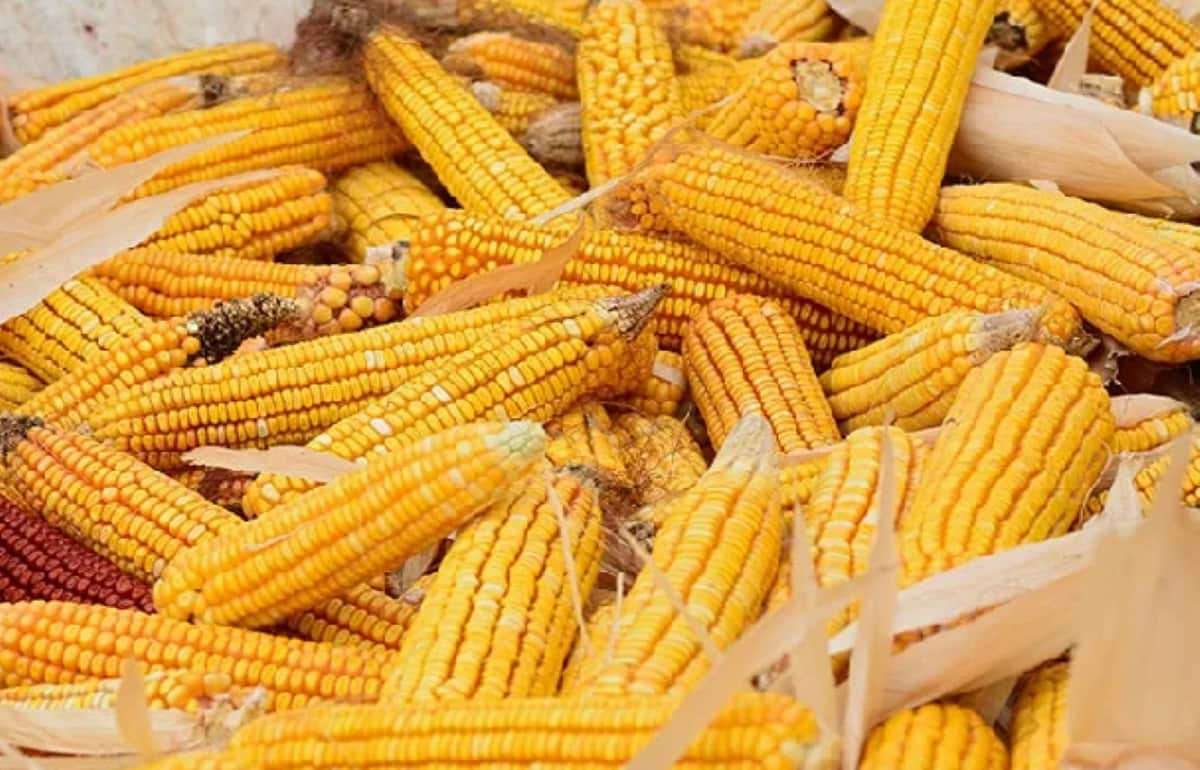 USDA повысило прогноз урожая кукурузы в США на более чем 26 млн тонн - agroexpert.md