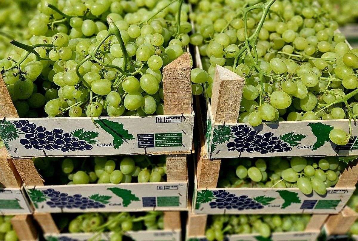 Agroexpert: struguri timpurii de masă