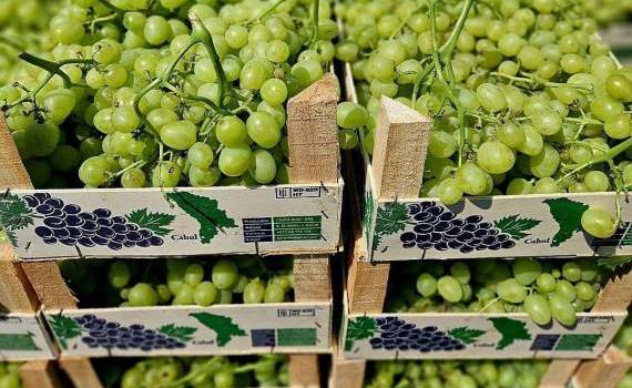 Agroexpert: struguri timpurii de masă