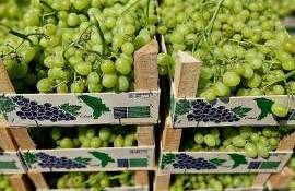 Recolta strugurilor timpurii este în toi, unele soiuri exportate în UE