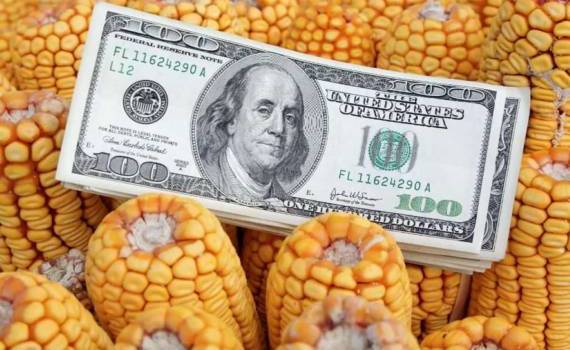 Августовский отчет WASDE обвалил фьючерсы на кукурузу в Чикаго - agroexpert.md