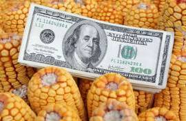 Августовский отчет WASDE обвалил фьючерсы на кукурузу в Чикаго - agroexpert.md