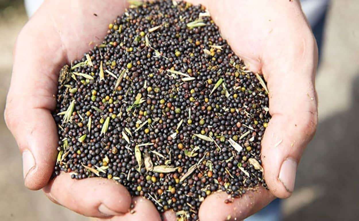 Рапс отыгрывает потери: котировки идут вверх после падения - agroexpert.md