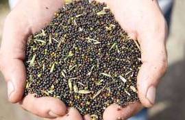 Рапс отыгрывает потери: котировки идут вверх после падения - agroexpert.md
