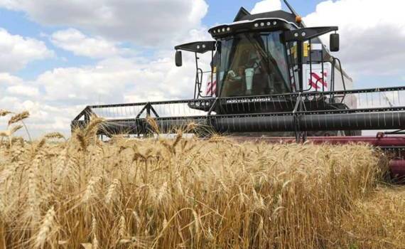Германия ожидает увеличения урожая пшеницы в 2025 году - agroexpert.md