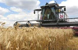 Германия ожидает увеличения урожая пшеницы в 2025 году - agroexpert.md