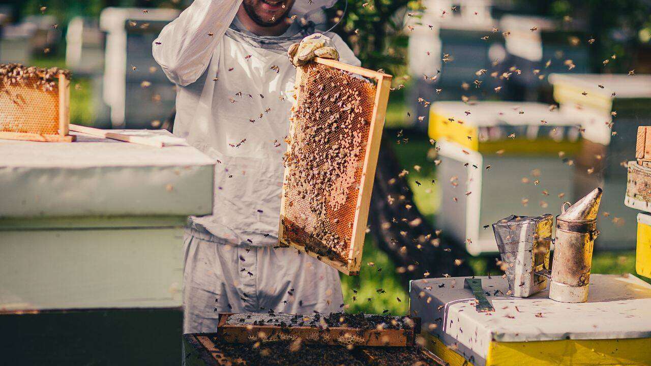 Agroexpert: apicultor 