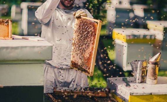 Agroexpert: apicultor 