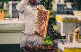 Agroexpert: apicultor 