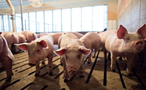 Свиноводческий сектор Молдовы восстанавливается: дефицита свинины нет - agroexpert.md