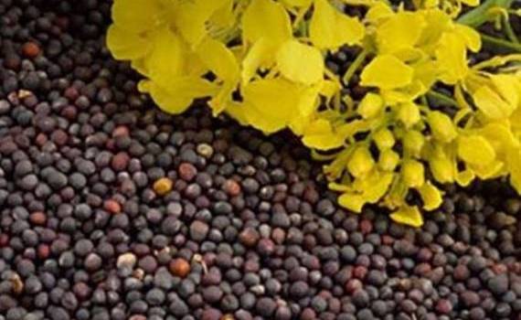 Результаты уборки рапса в Украине усиливают экспортный спрос - agroexpert.md