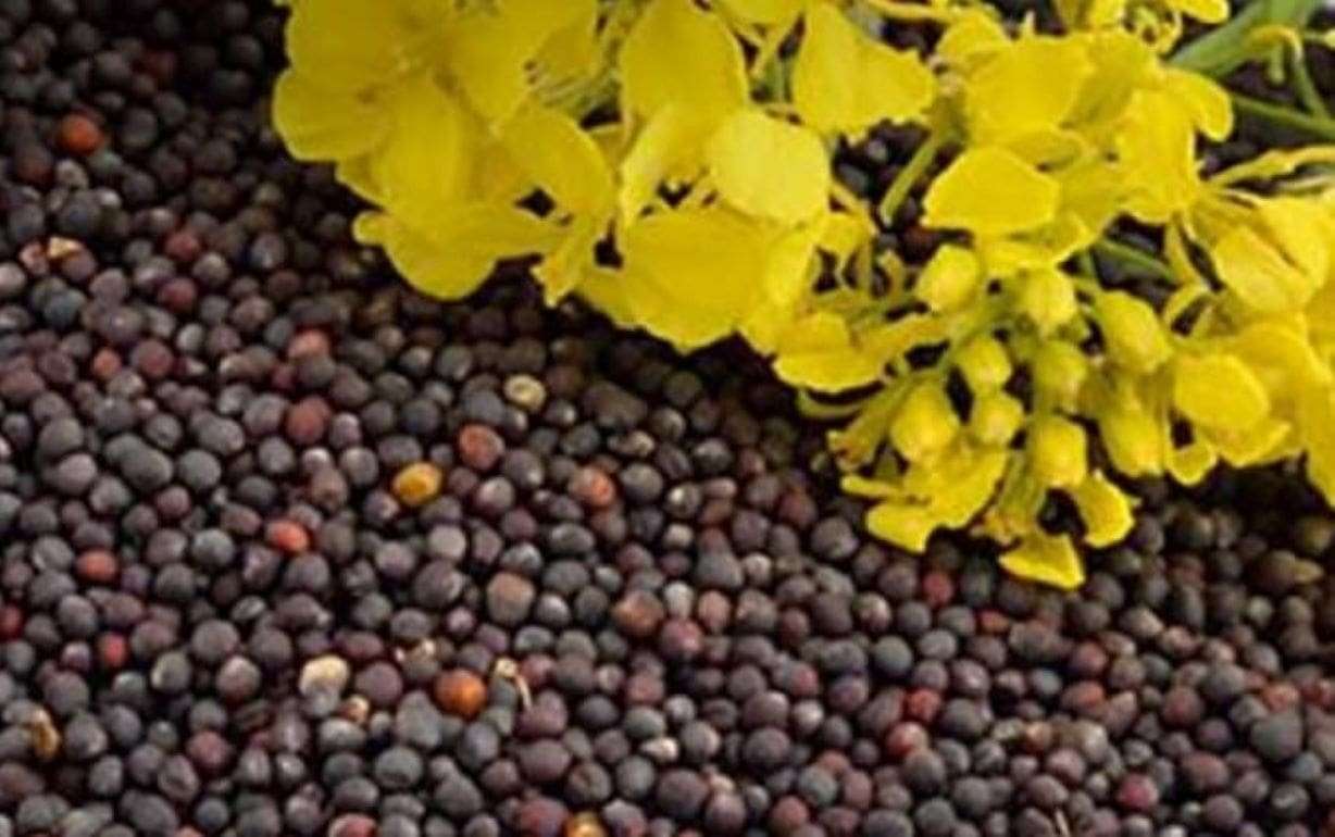 Результаты уборки рапса в Украине усиливают экспортный спрос - agroexpert.md
