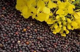 Результаты уборки рапса в Украине усиливают экспортный спрос - agroexpert.md