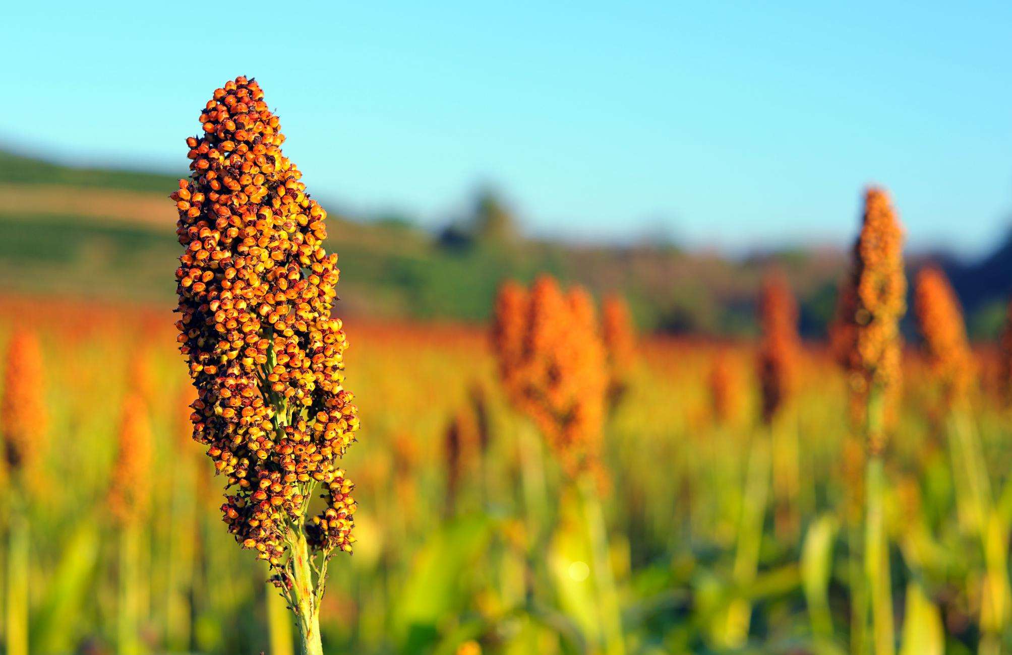 Exporturile de sorg, dominate de firmele din Transnistria - agroexpert.md