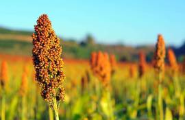 Exporturile de sorg, dominate de firmele din Transnistria - agroexpert.md