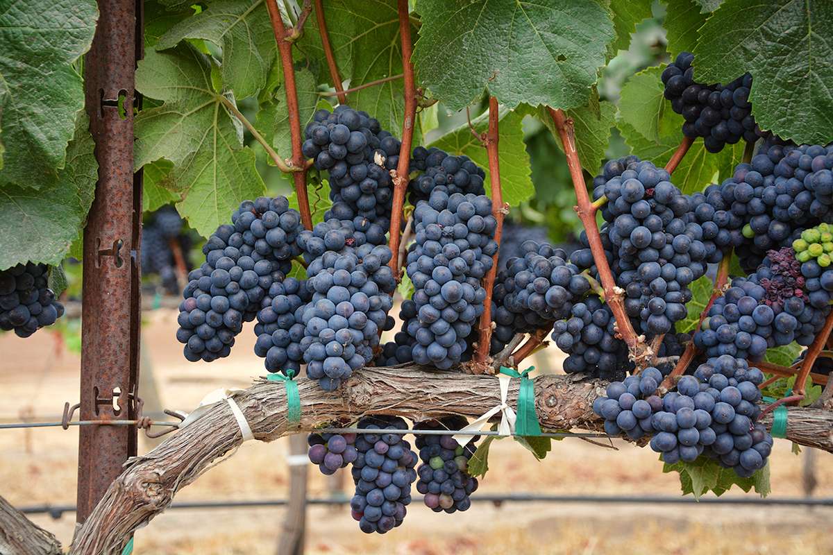 Viticultorii își consolidează controlul eficient împotriva făinării  - agroexpert.md
