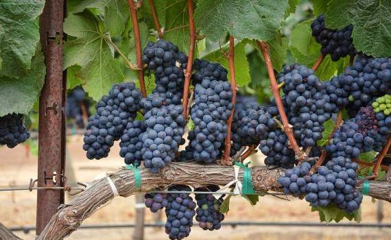 Viticultorii își consolidează controlul eficient împotriva făinării  - agroexpert.md