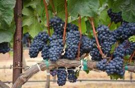 Viticultorii își consolidează controlul eficient împotriva făinării  - agroexpert.md