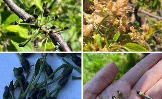 Sprijin pentru fermierii afectați de înghețuri - agroexpert.md