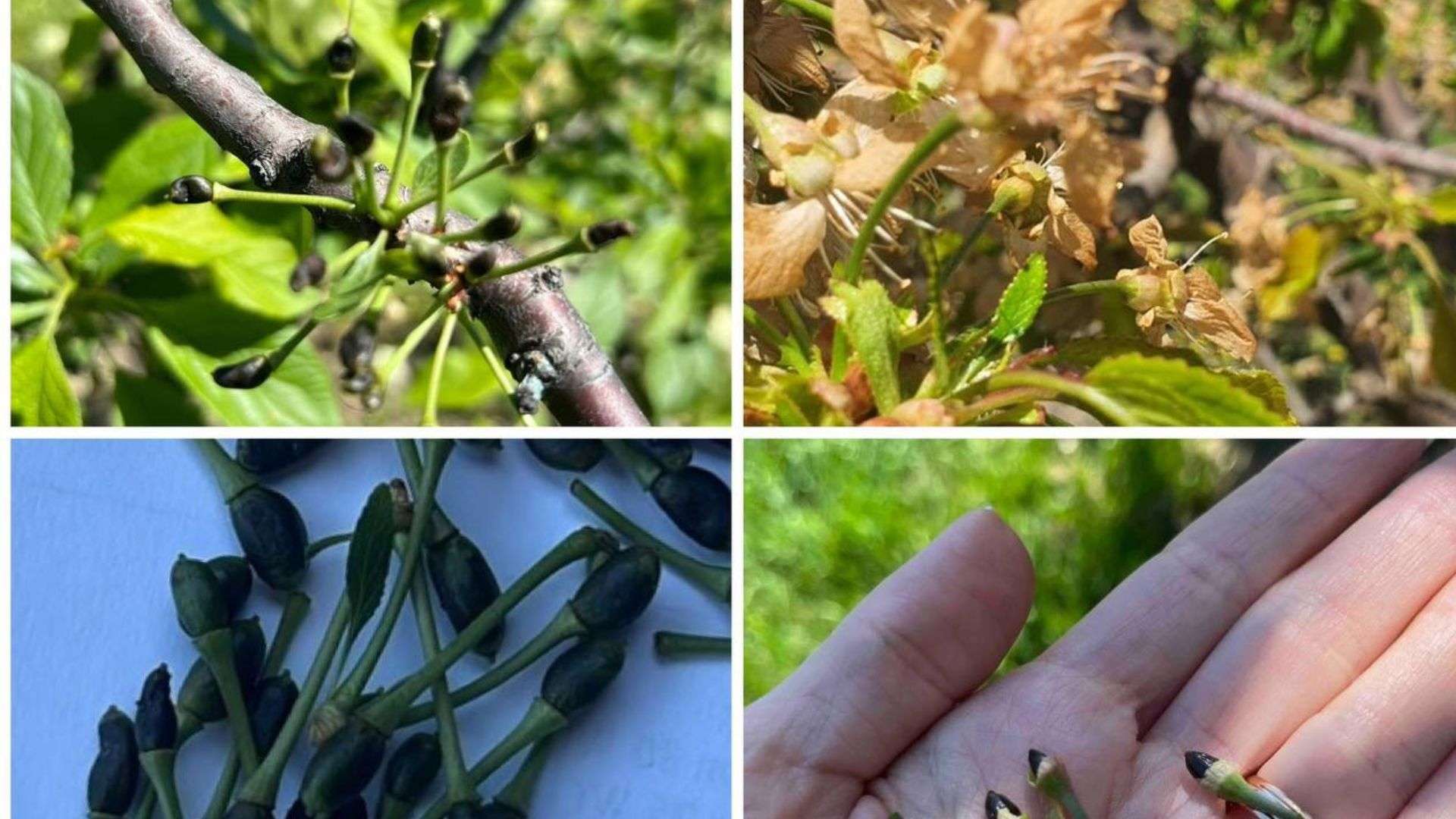 Sprijin pentru fermierii afectați de înghețuri - agroexpert.md