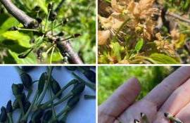 Sprijin pentru fermierii afectați de înghețuri - agroexpert.md