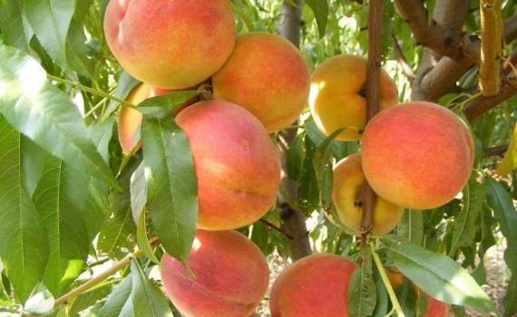 Выращивание 90% персиков в ЕС обеспечивают всего три страны - agroexpert.md