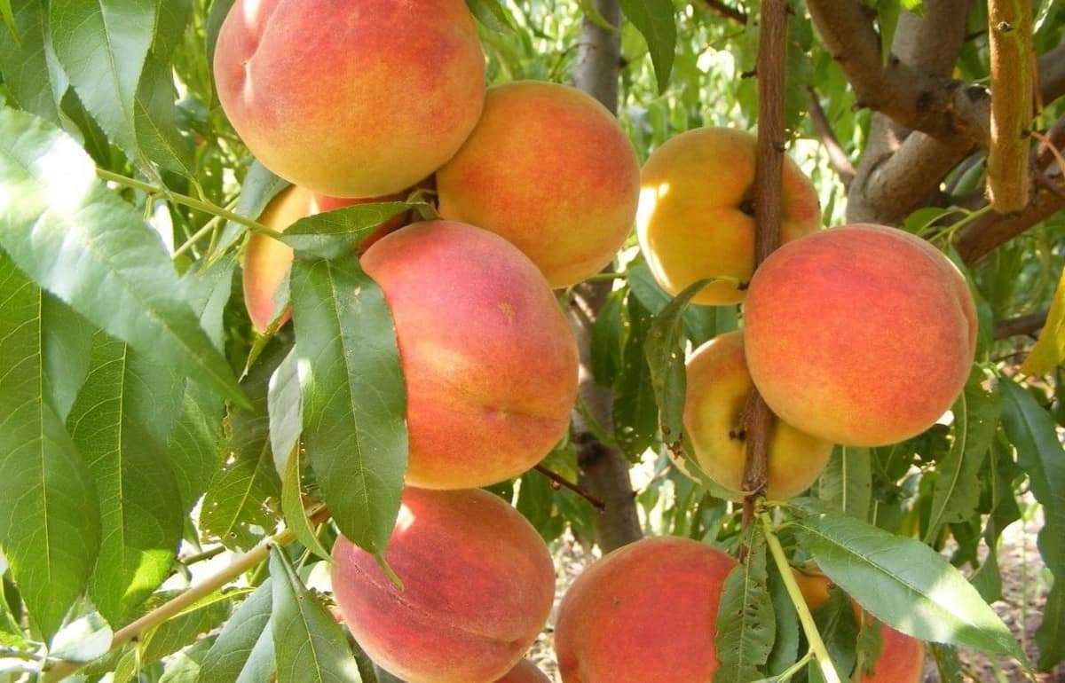 Выращивание 90% персиков в ЕС обеспечивают всего три страны - agroexpert.md
