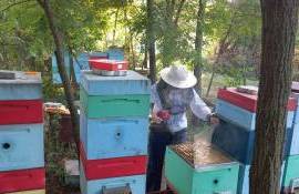 Corteva sprijină câștigătoarea TalentA să creeze un Bee Paradise - agroexpert.md