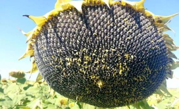 Цены на подсолнечник по форвардным контрактам обновили рекорд - agroexpert.md