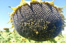 Цены на подсолнечник по форвардным контрактам обновили рекорд - agroexpert.md